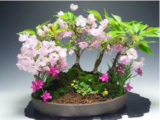 桜盆栽の値段はいくら 桜盆栽の人気通販 激安価格はココ